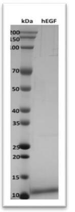 EGF was loaded and resolved on 8-22 % SDS-PAGE under non-reducing conditions and stained with Coomassie G-250.